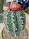 Melocactus levitestatus