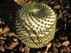 Mammillaria lloydii