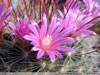 Mammillaria longiflora