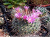 Mammillaria longiflora