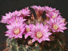 Mammillaria longiflora