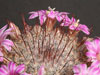 Mammillaria longiflora