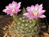 Mammillaria longiflora