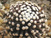 Mammillaria luethyi