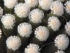 Mammillaria luethyi