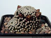 Mammillaria luethyi