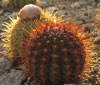 Melocactus macracanthos