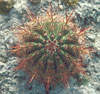 Melocactus macracanthos