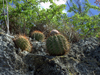 Melocactus macracanthos