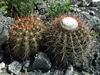 Melocactus macracanthos