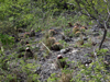 Melocactus macracanthos