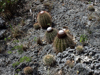 Melocactus macracanthos