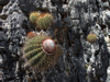 Melocactus macracanthos