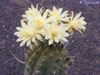 Matucana madisoniorum