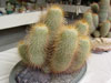 Mammillaria magnifica