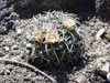 Mammillaria magnimamma