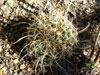 Mammillaria mainiae