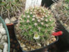 Mammillaria mammillaris