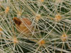 Mammillaria manana