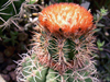 Melocactus matanzanus