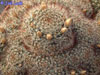 Mammillaria mathildae