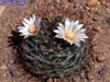Mammillaria mathildae