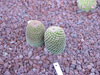 Mammillaria matudae