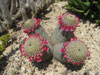 Mammillaria matudae