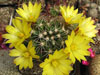 Mammillaria melaleuca