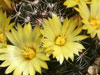 Mammillaria melaleuca