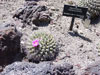 Mammillaria melanocentra