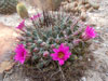 Mammillaria melanocentra