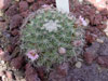 Mammillaria melanocentra