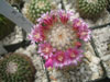 Mammillaria meyranii