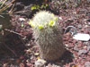 Mammillaria microhelia