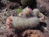 Mammillaria microhelia