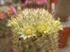 Mammillaria microhelia