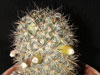 Mammillaria microhelia