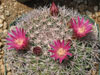 Mammillaria miegiana