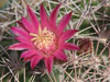 Mammillaria miegiana