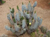 Miqueliopuntia miquelii