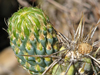 Miqueliopuntia miquelii