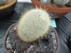 Mammillaria moelleriana