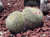 Mammillaria muehlenpfordtii