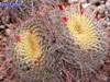 Mammillaria muehlenpfordtii