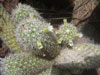 Mammillaria multidigitata