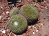 Mammillaria mystax