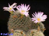 Mammillaria napina