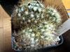 Mammillaria neopalmeri