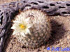 Mammillaria neopalmeri